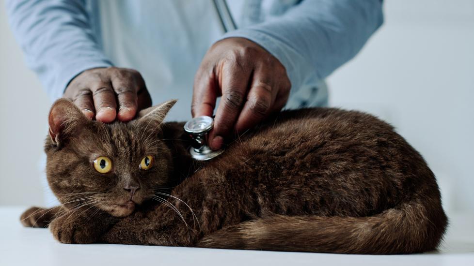 hypertension in cats; a cat is examined for hypertension by their veterinarian.
